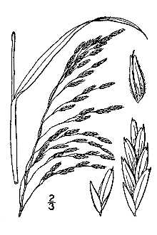 Tridens flavus Britton and Brown Tridens flavus