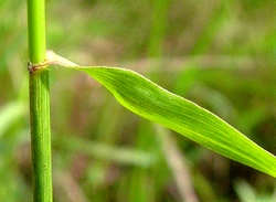 Tridens flavus Tridens flavus, grease grass