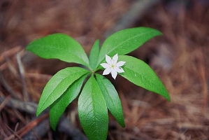 Trientalis borealis