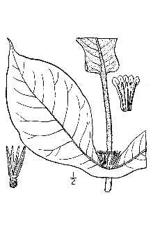 Triosteum perfoliatum