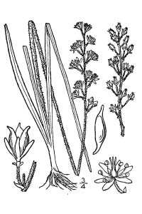 Triantha racemosa