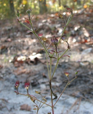 Trichostema setaceum winter foliage