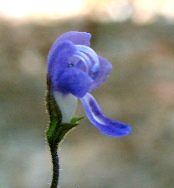 Trichostema setaceum