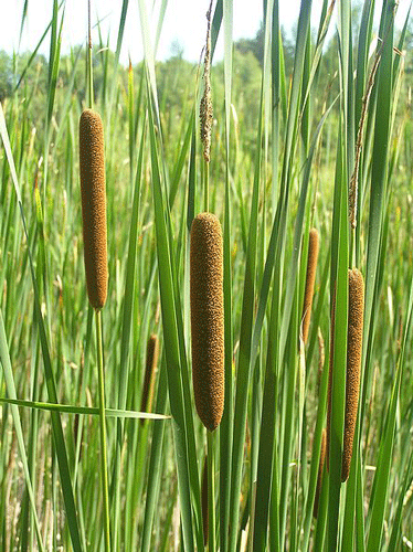 Typha angustifolia