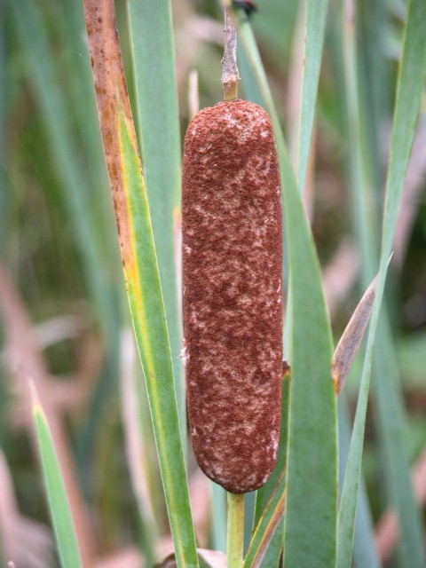 Typa latifolia