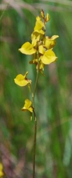 Utricularia cornuta 