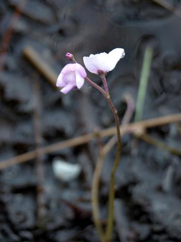 Utricularia purpurea 