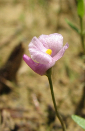 Utricularia resupinata 