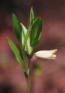 Uvularia puberula 