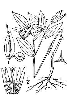 Uvularia puberula 