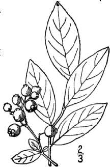 Vaccinium caesariense 