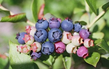 Vaccinium corymbosum 