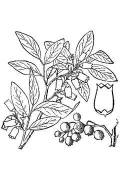 Vaccinium corymbosum 