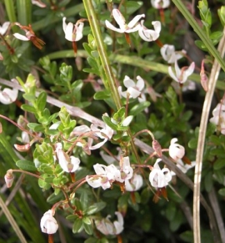 Vaccinium macrocarpon 