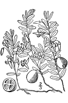 Vaccinium macrocarpon 