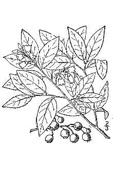 Vaccinium pallidum 