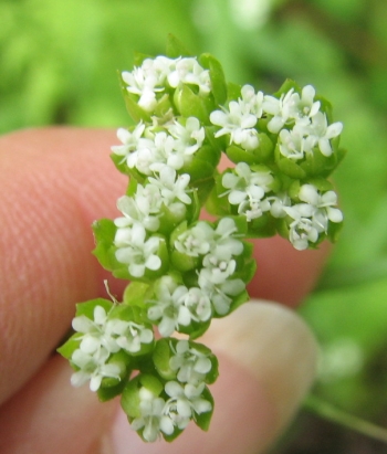 Valerianella radiata  