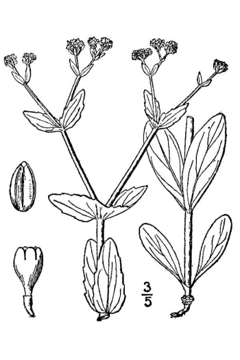 Valerianella radiata  