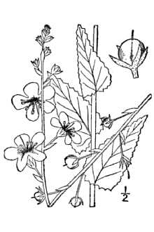 Verbascum blattaria