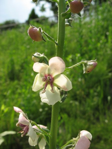 Agalinis maritima