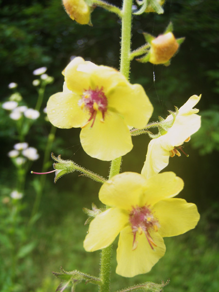 Verbascum blattaria