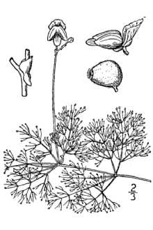 Utricularia purpurea 