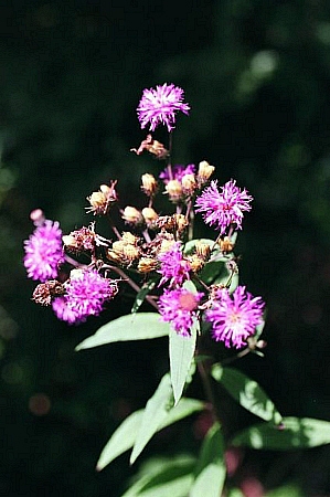Vernonia glauca