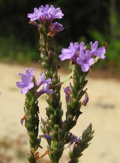 Verbena simplex