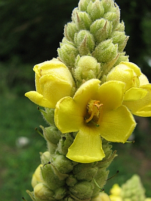 Verbascum thapsus 