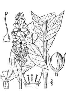 Verbascum thapsus 