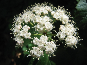 Viburnum acerifolium