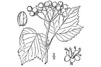 Viburnum acerifolium