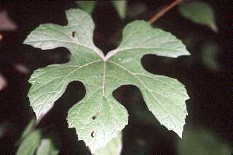Vitis aestivalis
