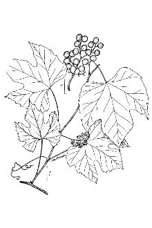 Vitis aestivalis