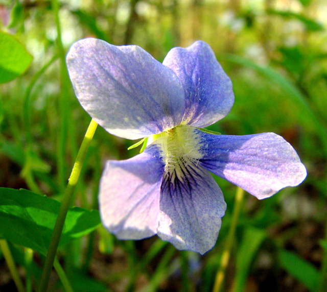 Viola affinis