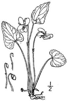 Viola affinis