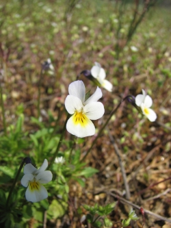 Viola arvensis