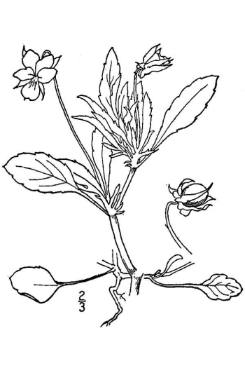 Viola arvensis