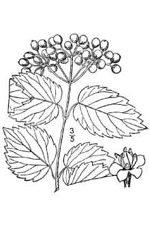 Viburnum dentatum