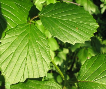 Viburnum dentatum