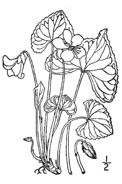 Viola sororia