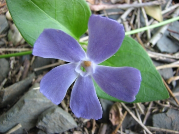 Vinca major