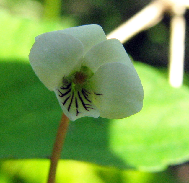 Viola macloskeyi ssp. pallens