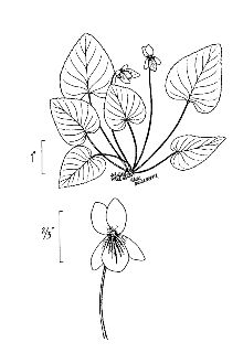 Viola macloskeyi