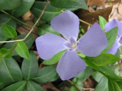 Vinca minor