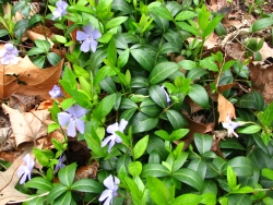 Vinca minor