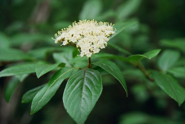 Viburnum nudum 