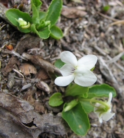 Viola x primulifolia L. (pro sp.) [lanceolata x macloskey]