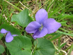 Viola sororia