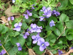 Viola sororia